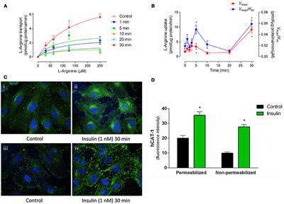 Insulin Induces Relaxation and Decreases Hydrogen Peroxide-Induced Vasoconstriction in Human Placental Vascular Bed in a Mechanism Mediated by Calcium-Activated Potassium Channels and L-Arginine/Nitric Oxide Pathways